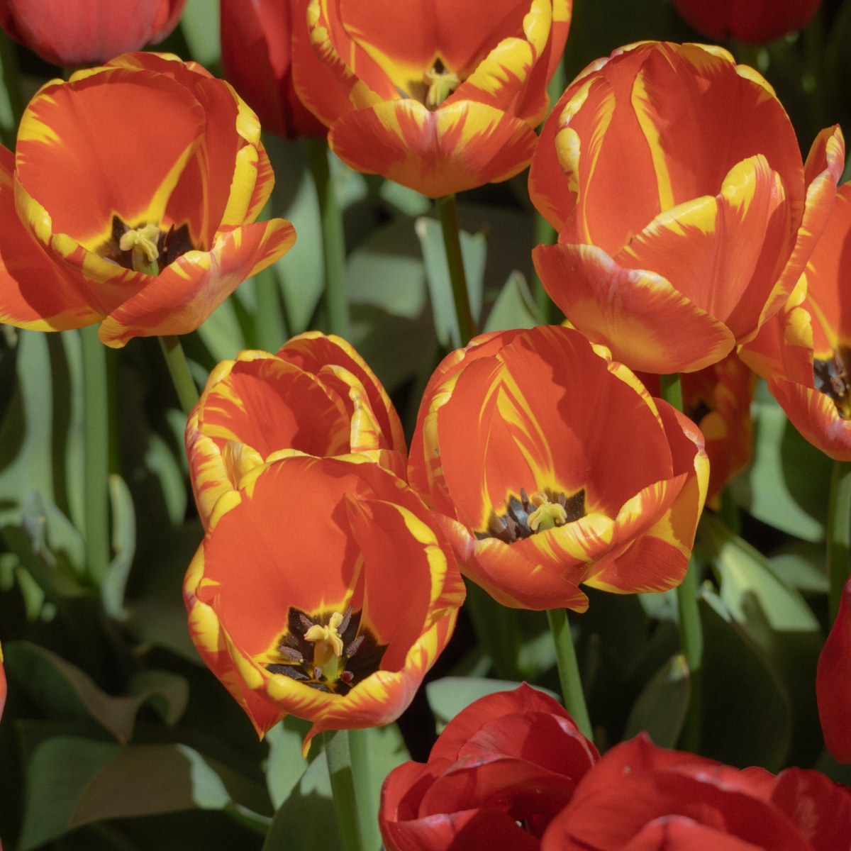 Tulipanes, La Conner y la inmensidad de Deception Pass